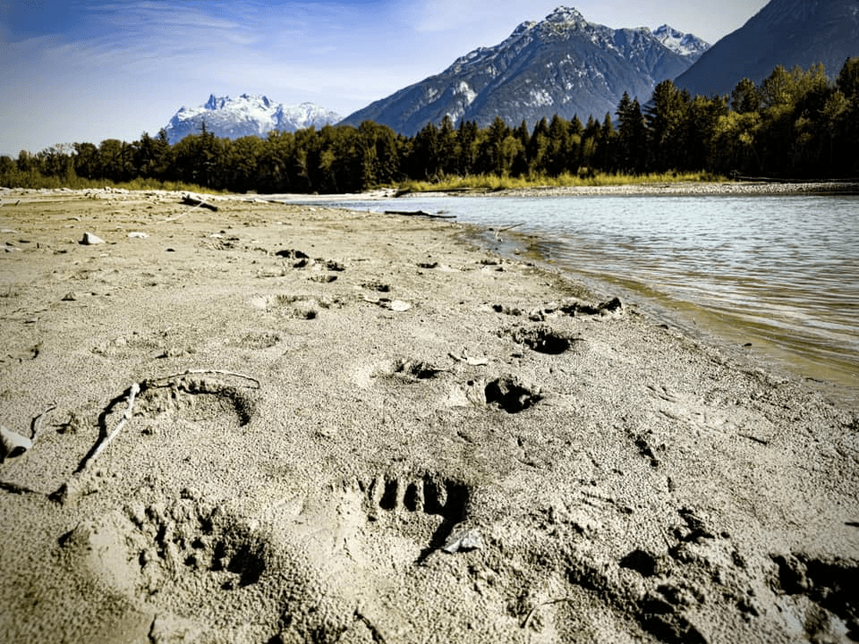Douglas Channel view with animal tracks on sandy shore, tranquil waters, forest edge, and distant snow-capped mountains under blue sky.